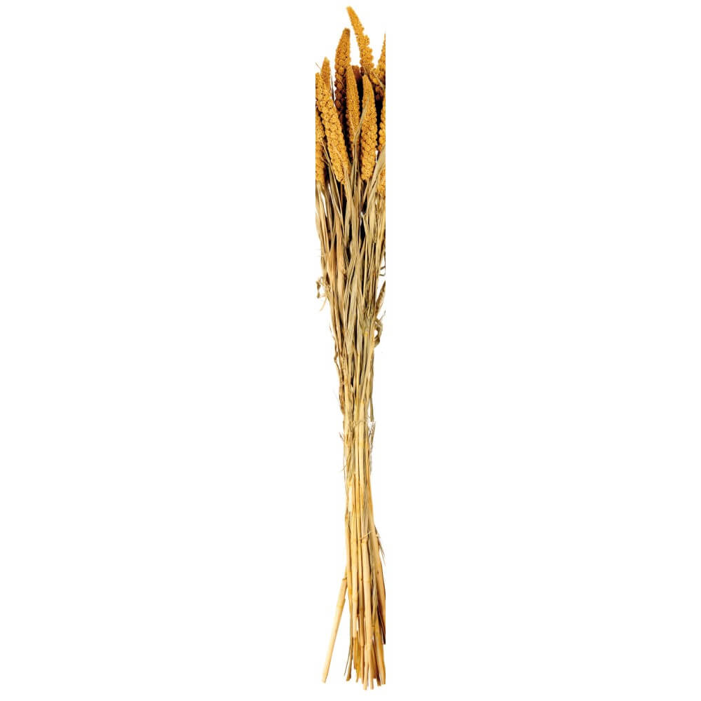 66314444-dried-flowers-lose