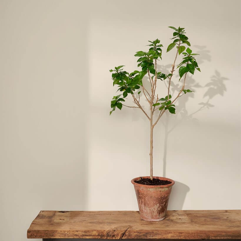 annie-sloan-wandfarbe-original-wall-paint_sml-tree