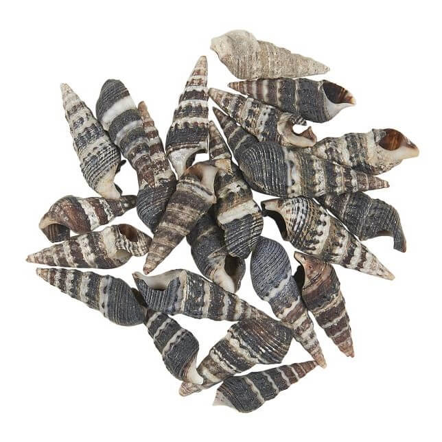 konchylien-muscheln-dunkel