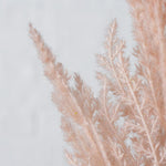 pampasgrass ros detail