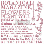 redesign-motiv-stempel-botanicla-encyclopedia