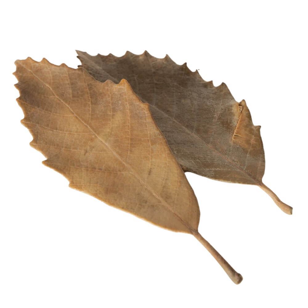 streudeko herbstbltter grn braun